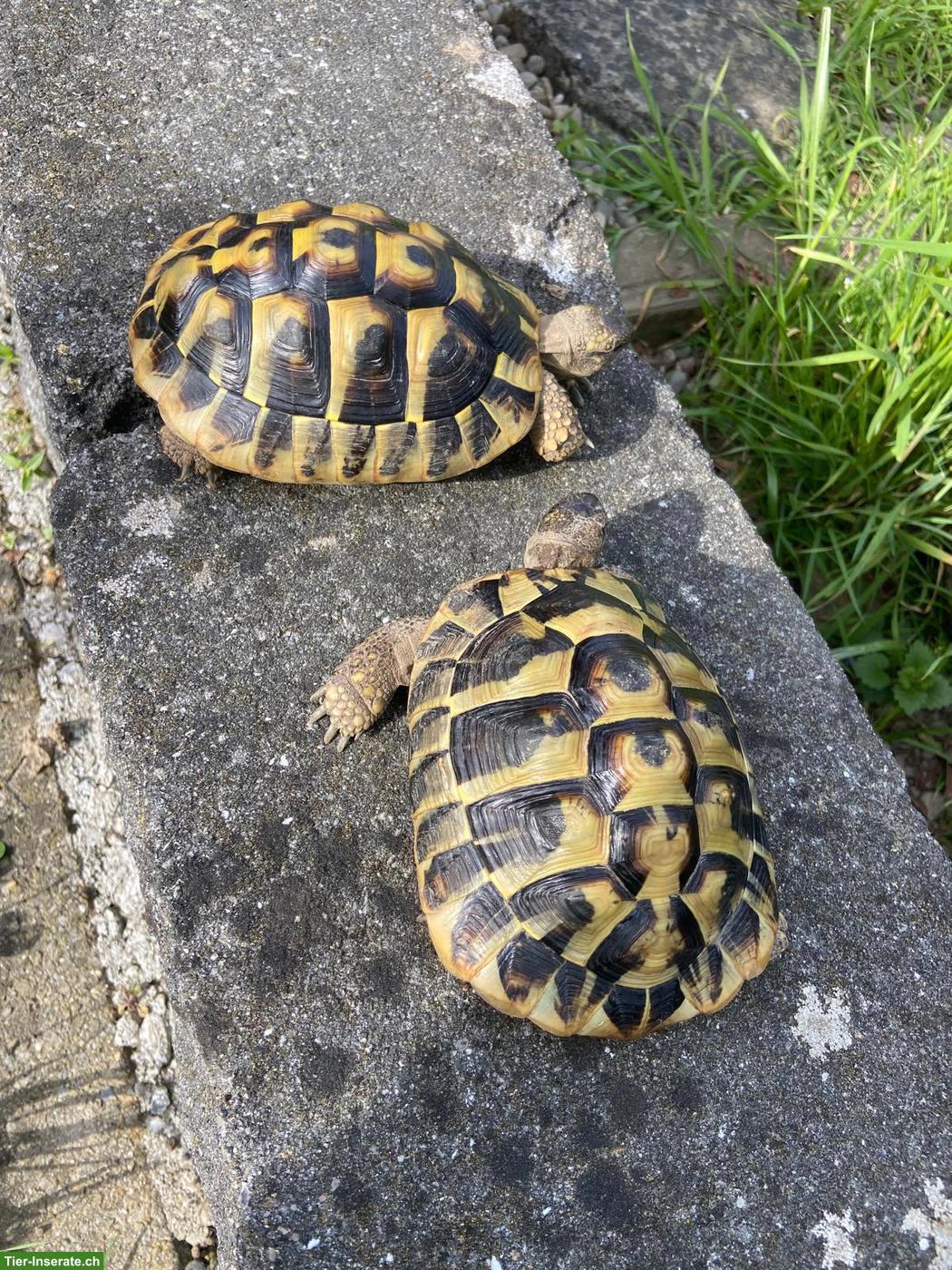 GRATIS: 3 Griechische Landschildkröten, männlich