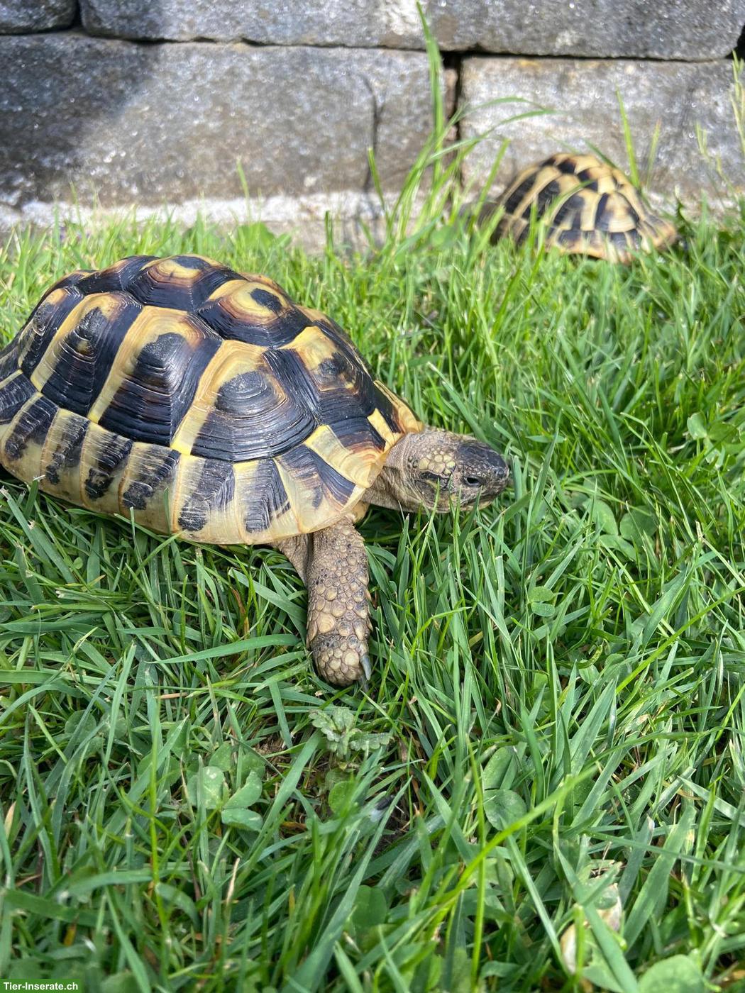 Bild 2: GRATIS: 3 Griechische Landschildkröten, männlich
