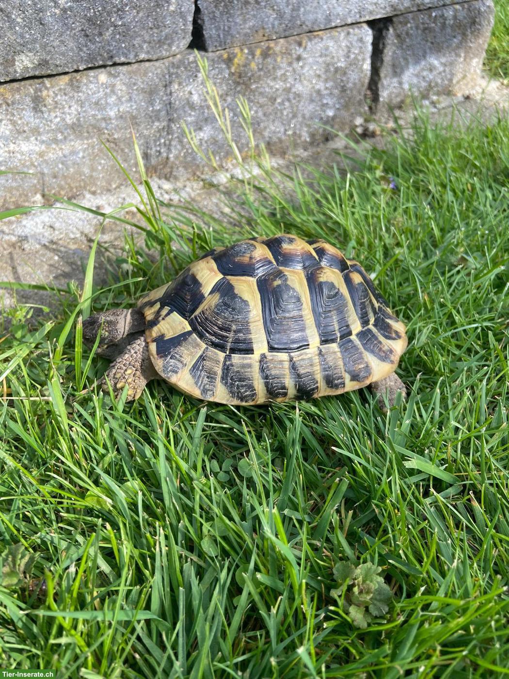 Bild 3: GRATIS: 3 Griechische Landschildkröten, männlich
