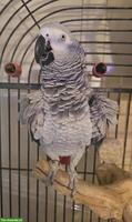 Graupapageien Paar zu verkaufen