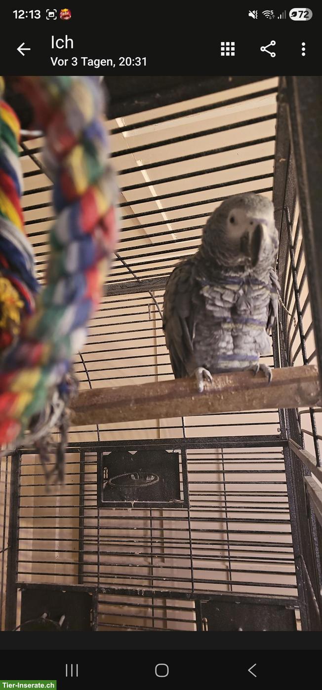 Bild 2: Graupapageien Paar zu verkaufen