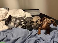 4 Zwergkaninchen suchen ein neues Zuhause