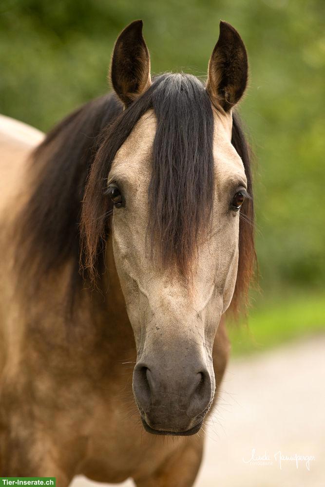 PRE x Lusitano Wallach, Falbe, angeritten