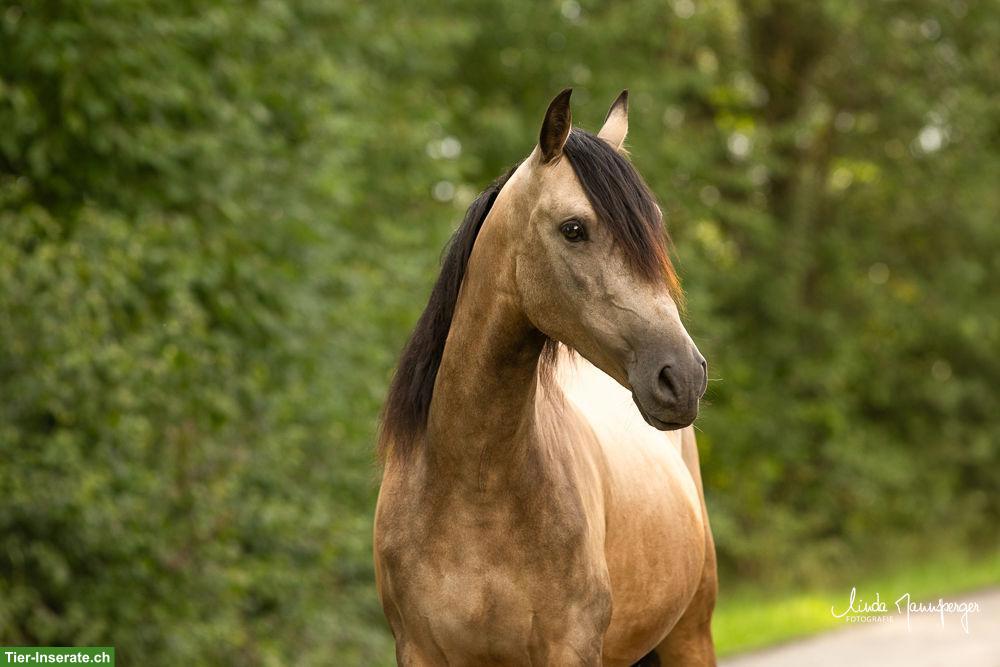 Bild 2: PRE x Lusitano Wallach, Falbe, angeritten