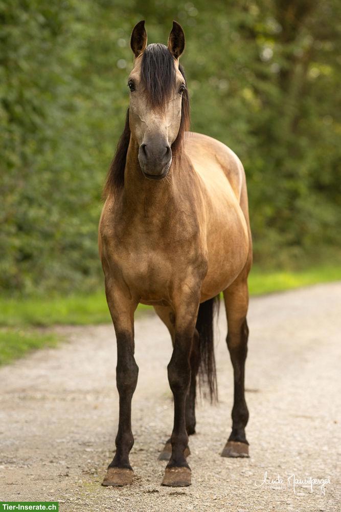 Bild 3: PRE x Lusitano Wallach, Falbe, angeritten