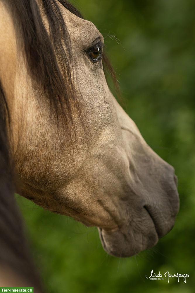 Bild 4: PRE x Lusitano Wallach, Falbe, angeritten