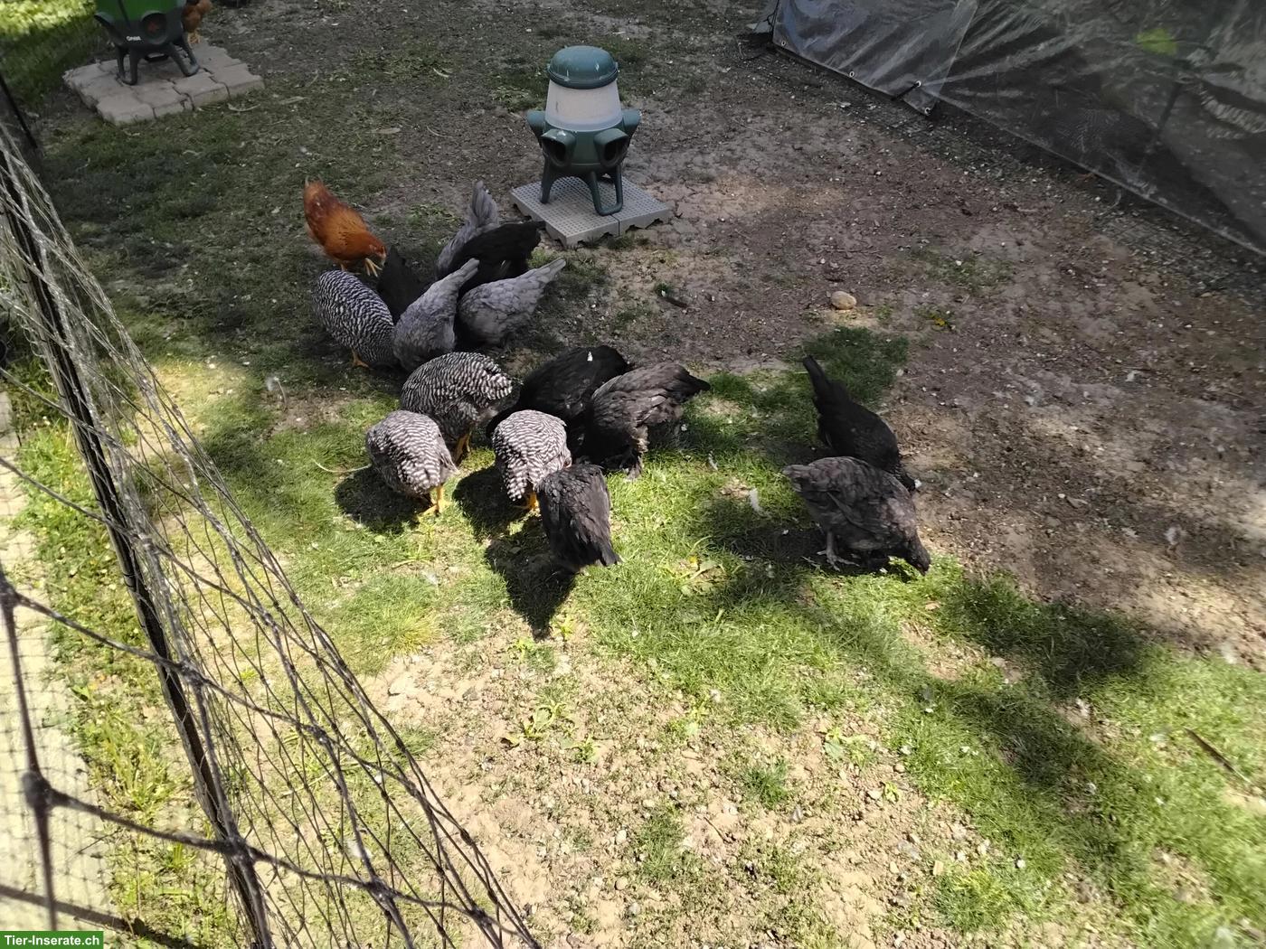 Junghennen & Junghähne zu verkaufen