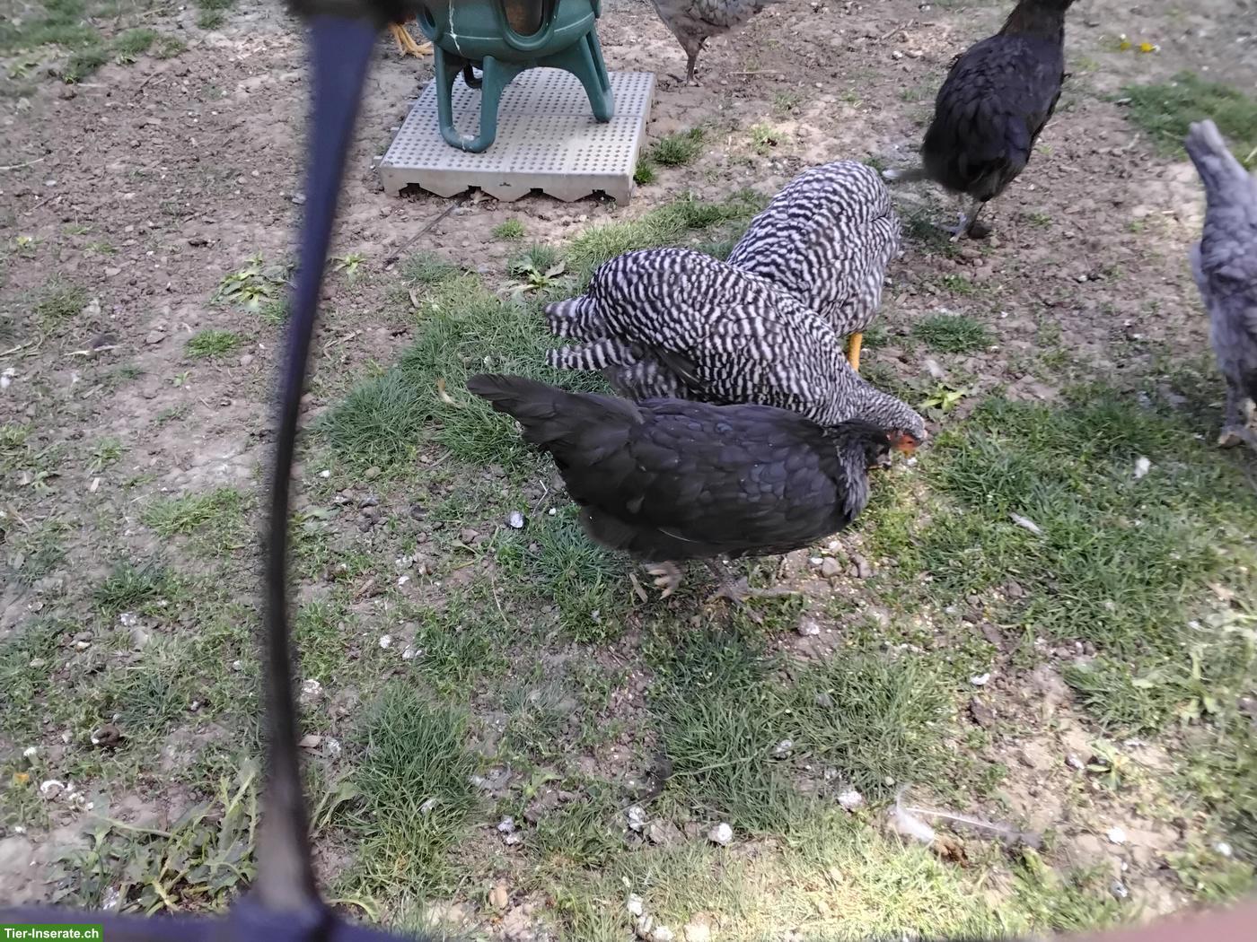 Bild 2: Junghennen & Junghähne zu verkaufen