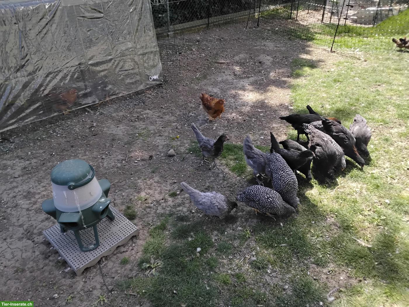 Bild 3: Junghennen & Junghähne zu verkaufen