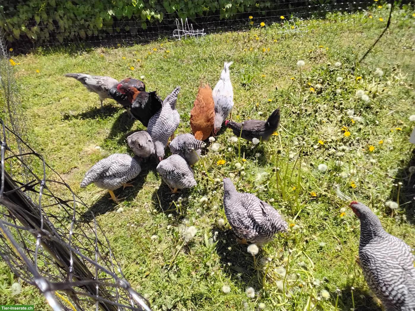 Bild 4: Junghennen & Junghähne zu verkaufen