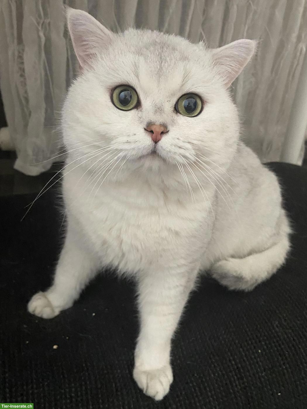 BKH Deckkater mit Stammbaum