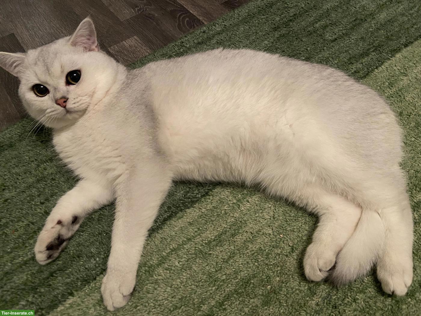 Bild 2: BKH Deckkater mit Stammbaum