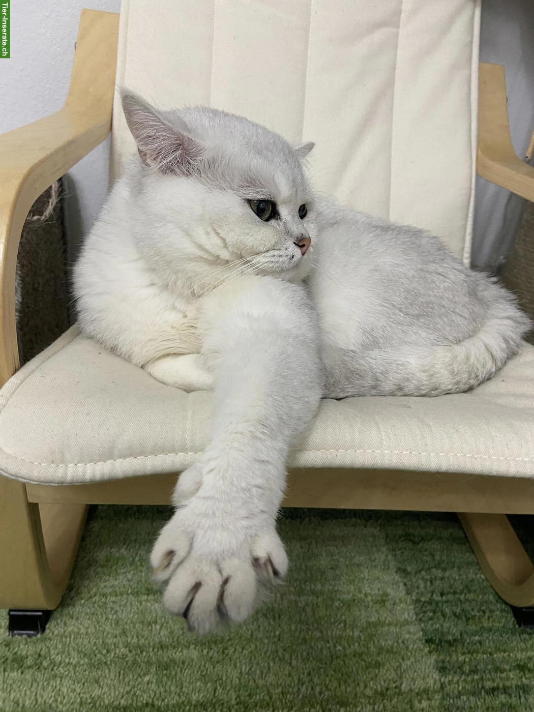 Bild 3: BKH Deckkater mit Stammbaum