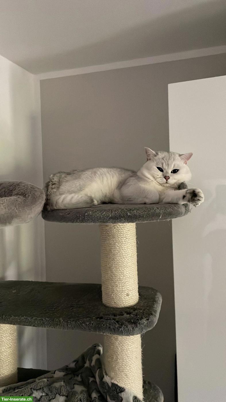 Bild 4: BKH Deckkater mit Stammbaum