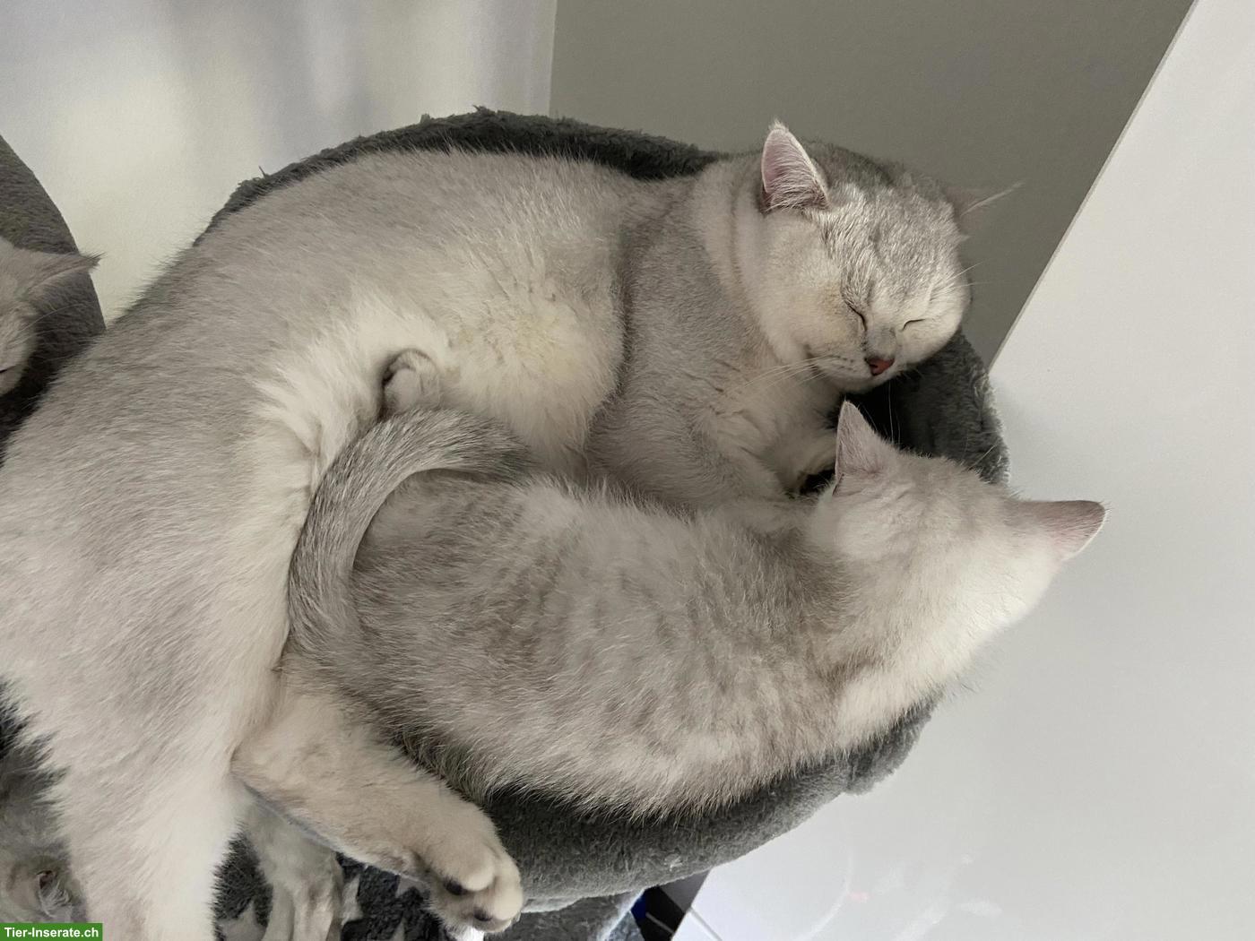 Bild 5: BKH Deckkater mit Stammbaum