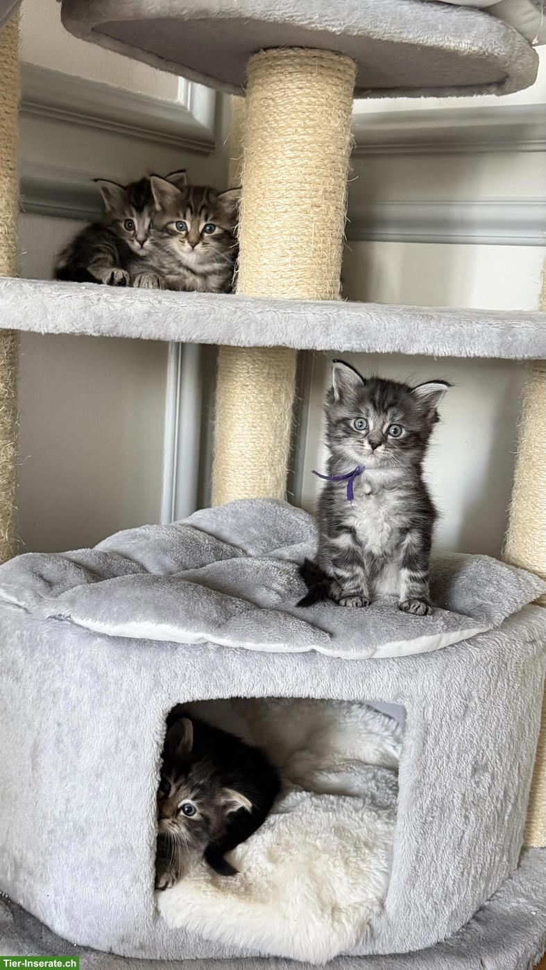 Heilige Birma x Perser x Maine Coon Mix Kitten