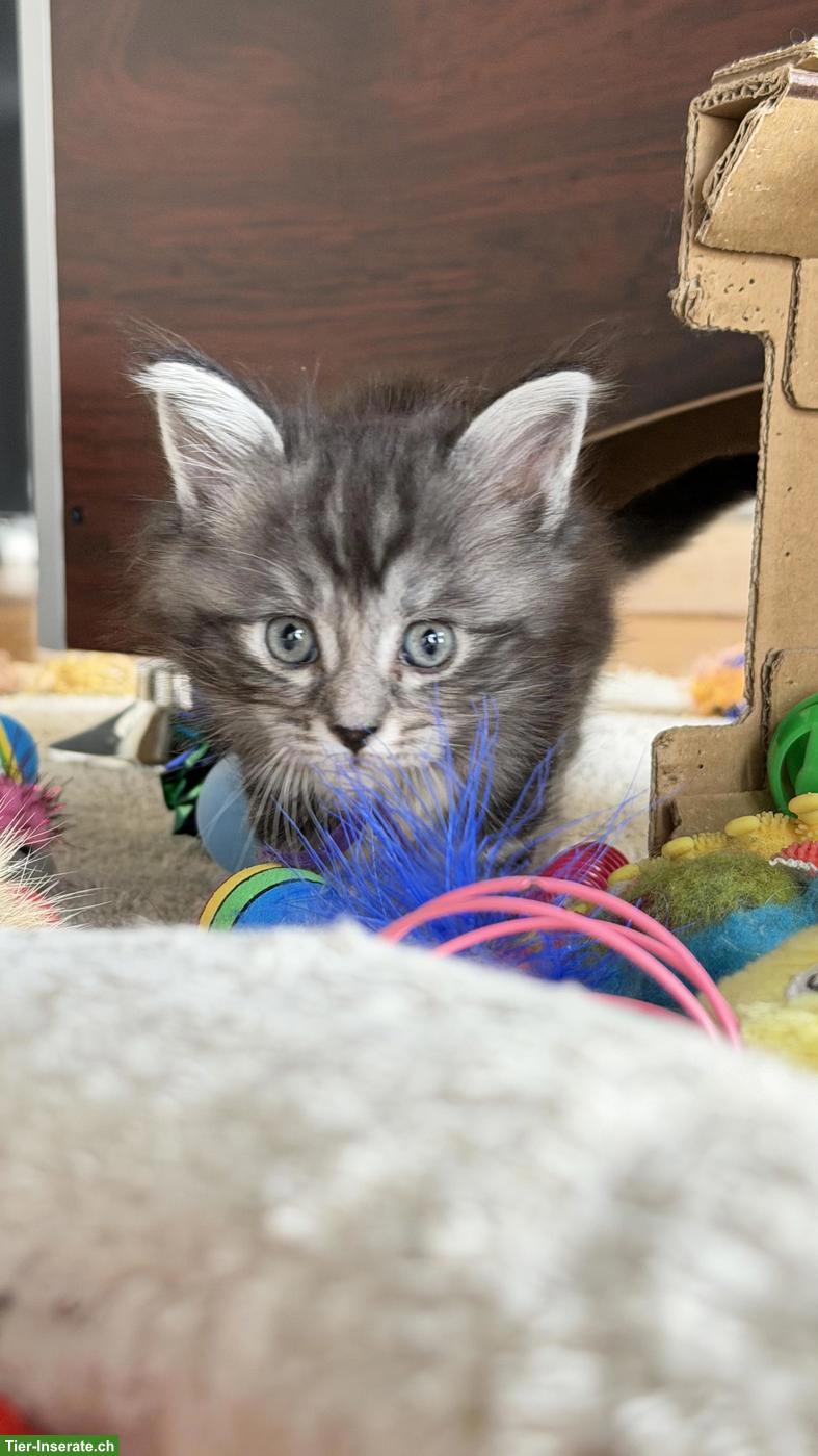 Bild 10: Heilige Birma x Perser x Maine Coon Mix Kitten