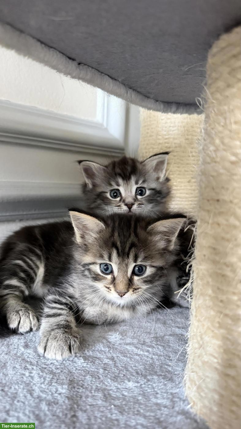 Bild 2: Heilige Birma x Perser x Maine Coon Mix Kitten