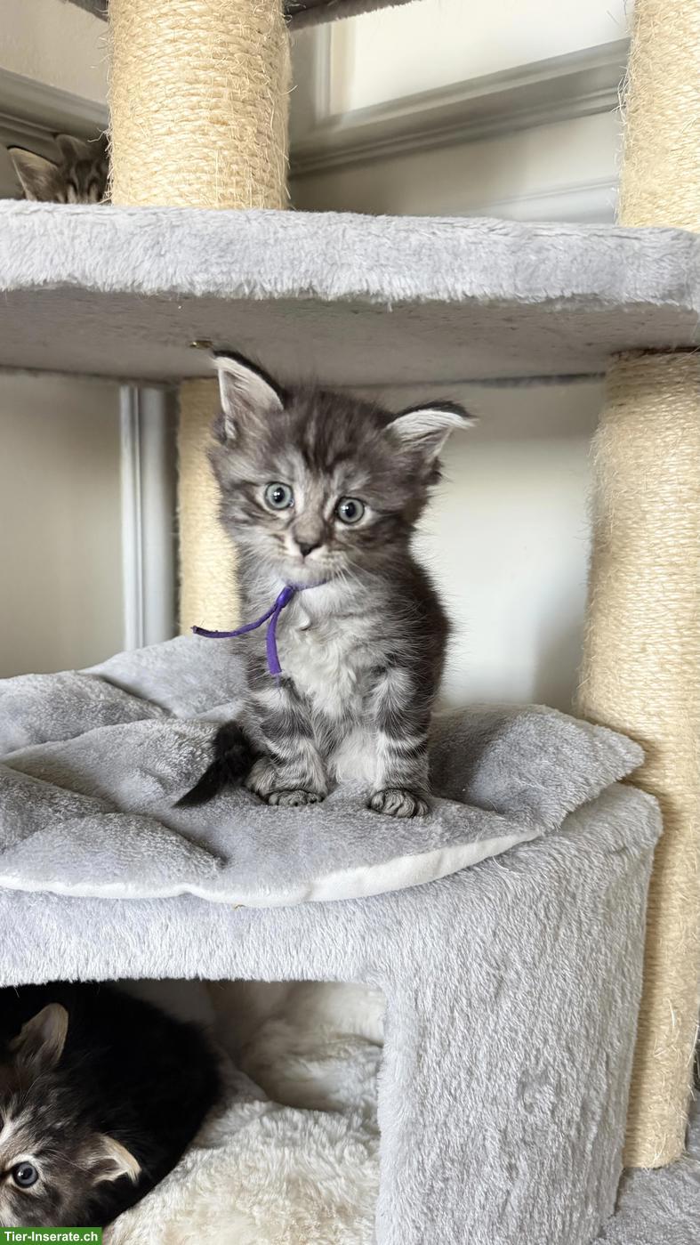 Bild 3: Heilige Birma x Perser x Maine Coon Mix Kitten