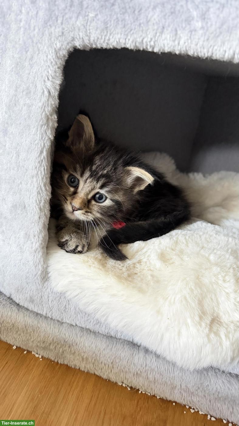 Bild 4: Heilige Birma x Perser x Maine Coon Mix Kitten