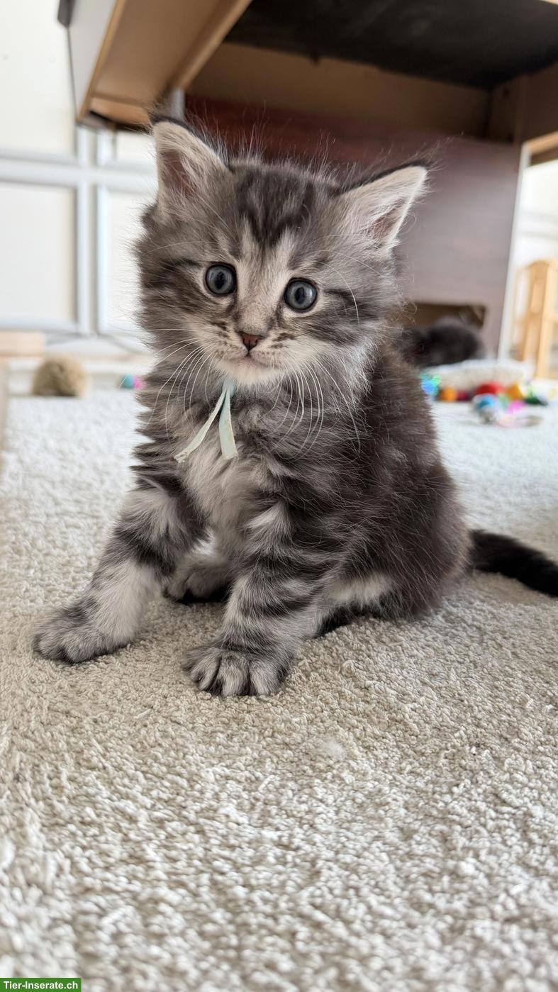 Bild 5: Heilige Birma x Perser x Maine Coon Mix Kitten