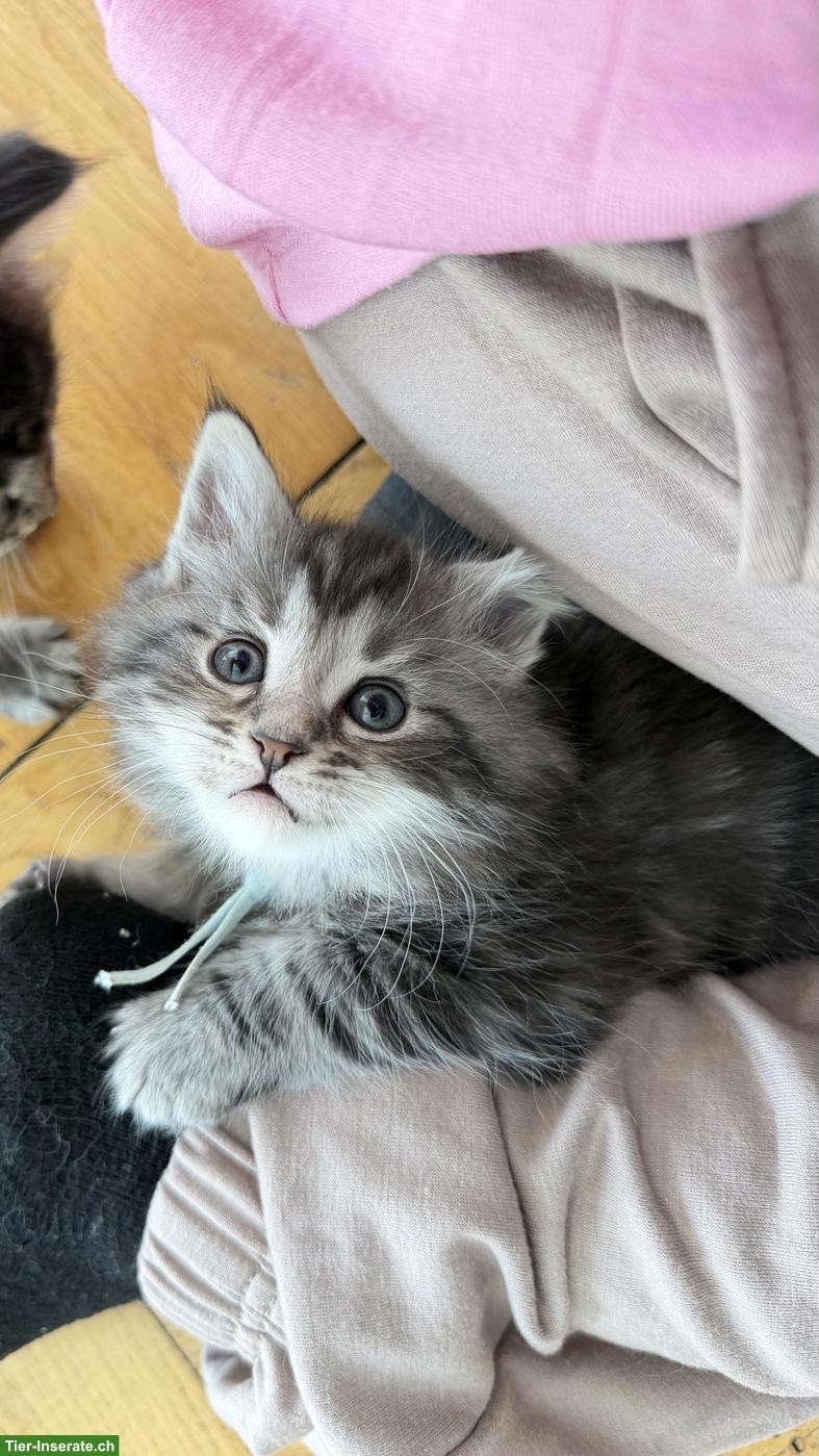 Bild 6: Heilige Birma x Perser x Maine Coon Mix Kitten