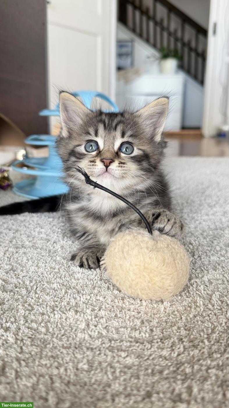 Bild 7: Heilige Birma x Perser x Maine Coon Mix Kitten