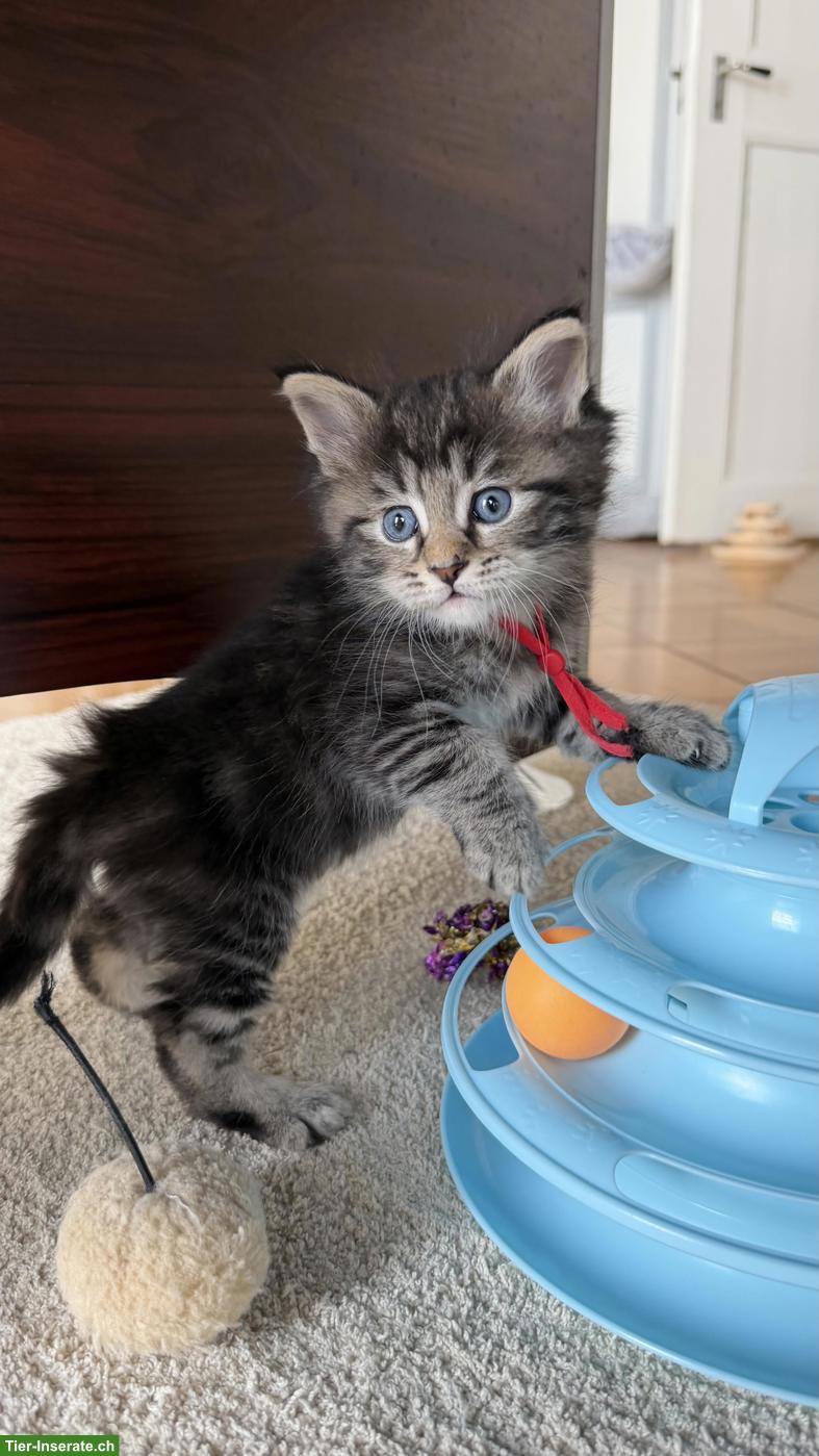 Bild 8: Heilige Birma x Perser x Maine Coon Mix Kitten