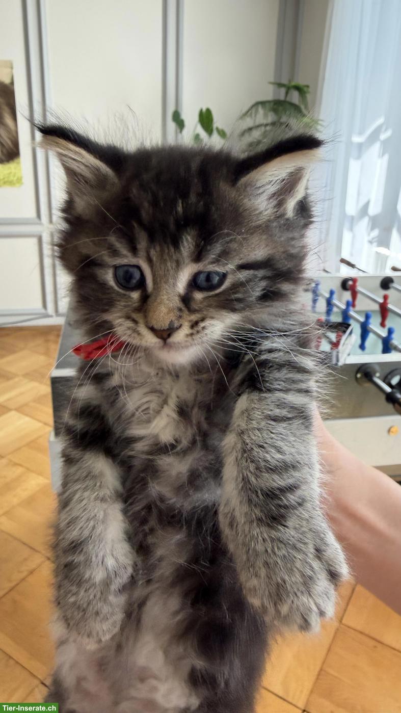 Bild 9: Heilige Birma x Perser x Maine Coon Mix Kitten