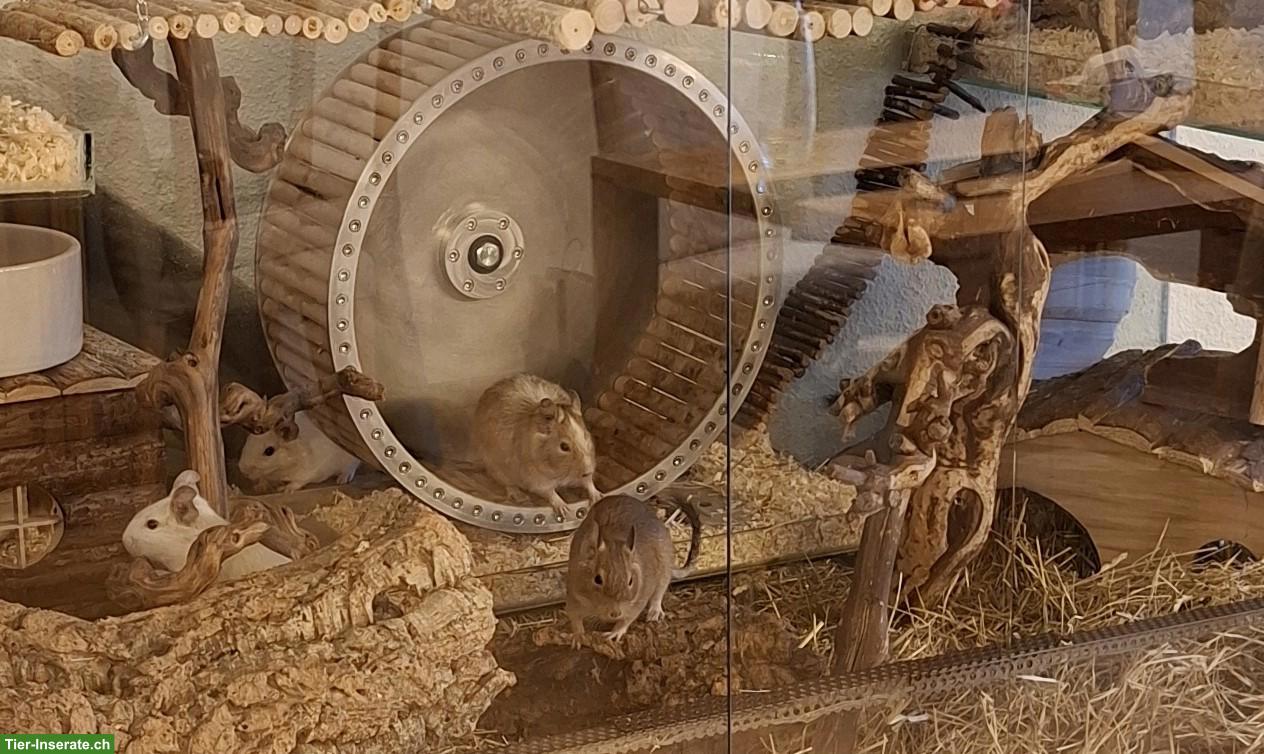 4 Degu Weibchen mit Terrarium & Zubehör