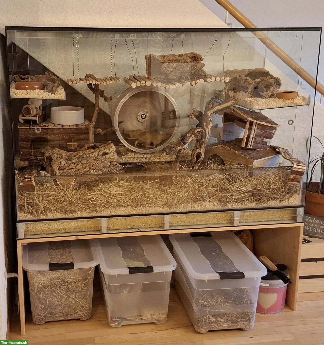 Bild 2: 4 Degu Weibchen mit Terrarium & Zubehör