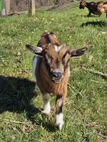 Junges Zwergziegen-Böckli