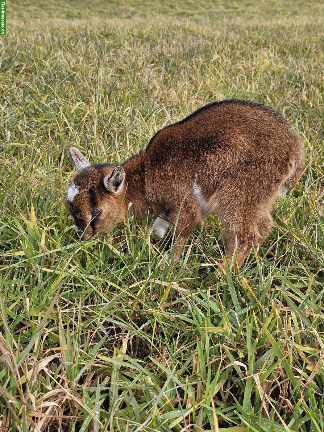 Bild 2: Junges Zwergziegen-Böckli