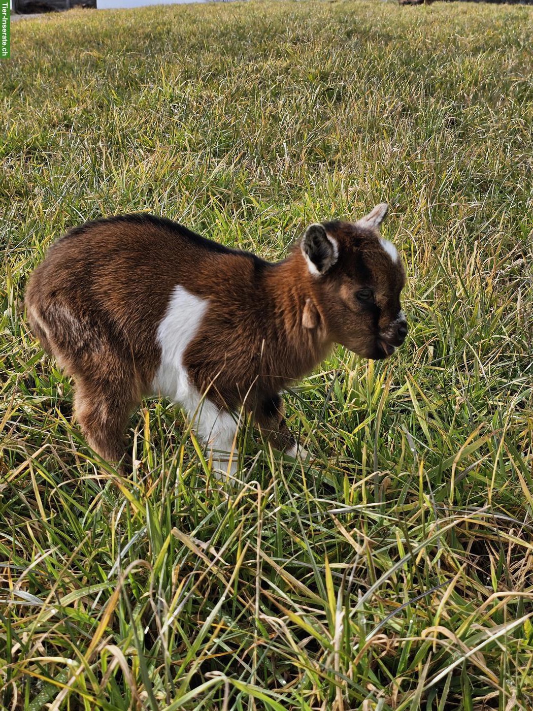 Bild 3: Junges Zwergziegen-Böckli