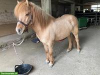 Islandpferd Wallach zu verkaufen