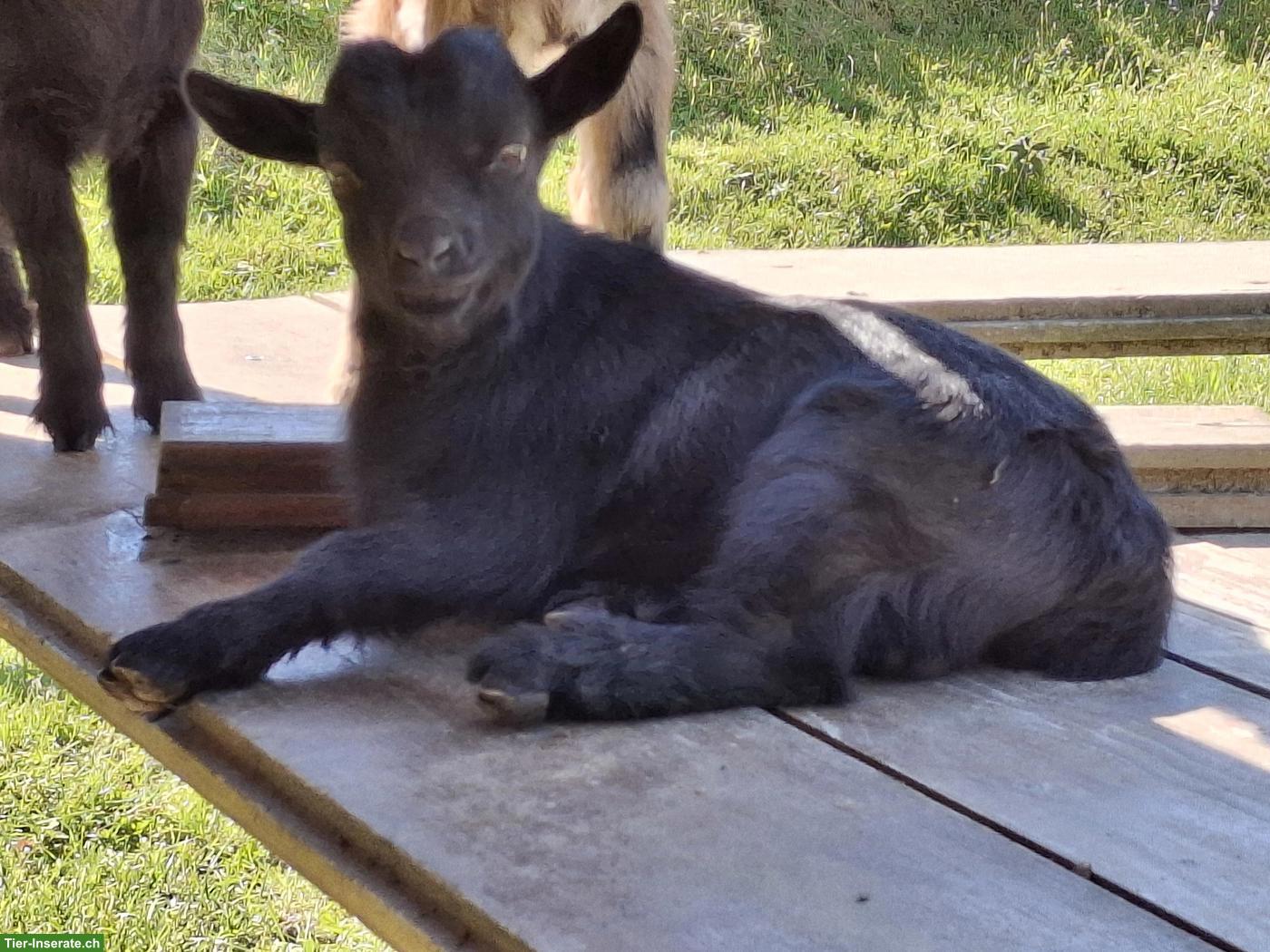 Junge Zwergziegen suchen schönes Zuhause