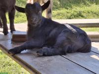 Junge Zwergziegen suchen schönes Zuhause