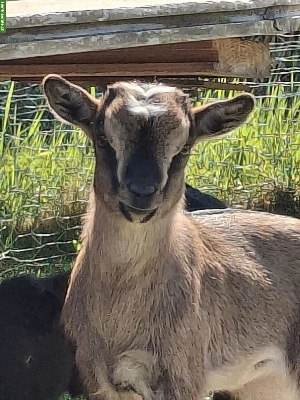 Bild 2: Junge Zwergziegen suchen schönes Zuhause