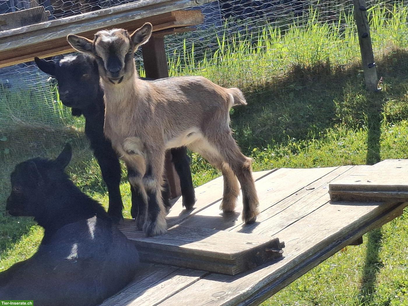 Bild 3: Junge Zwergziegen suchen schönes Zuhause
