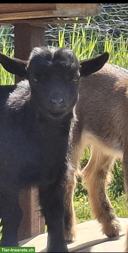 Bild 4: Junge Zwergziegen suchen schönes Zuhause