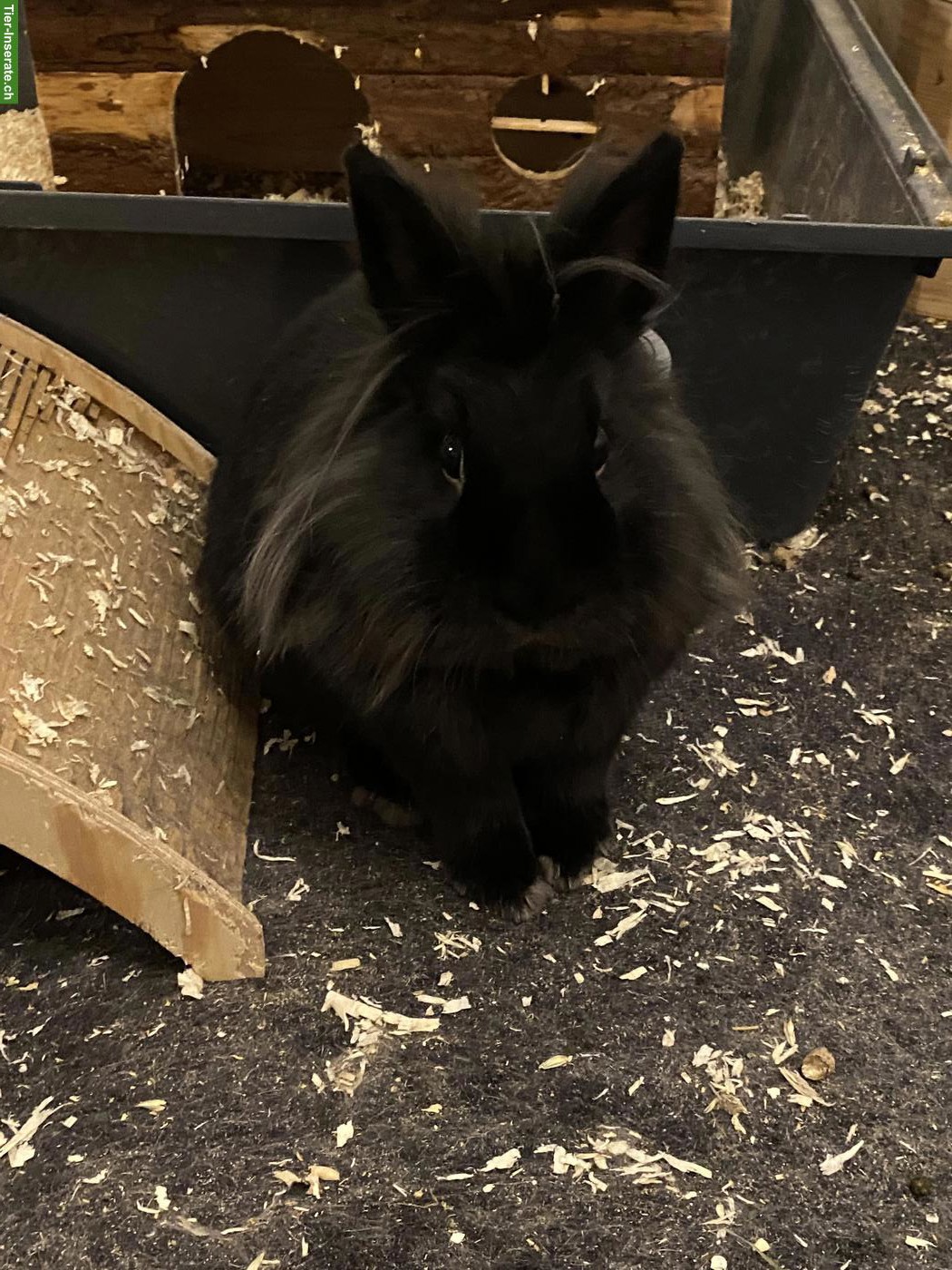 Zweitkaninchen gesucht für meine Häsin Löwi (Innenhaltung)