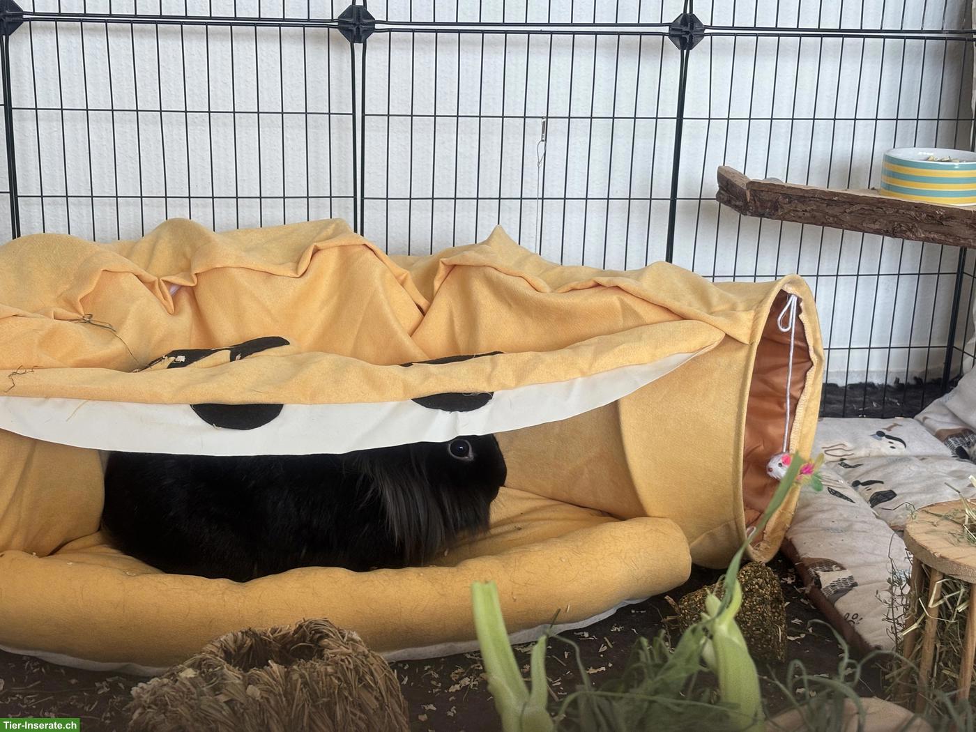 Bild 2: Zweitkaninchen gesucht für meine Häsin Löwi (Innenhaltung)