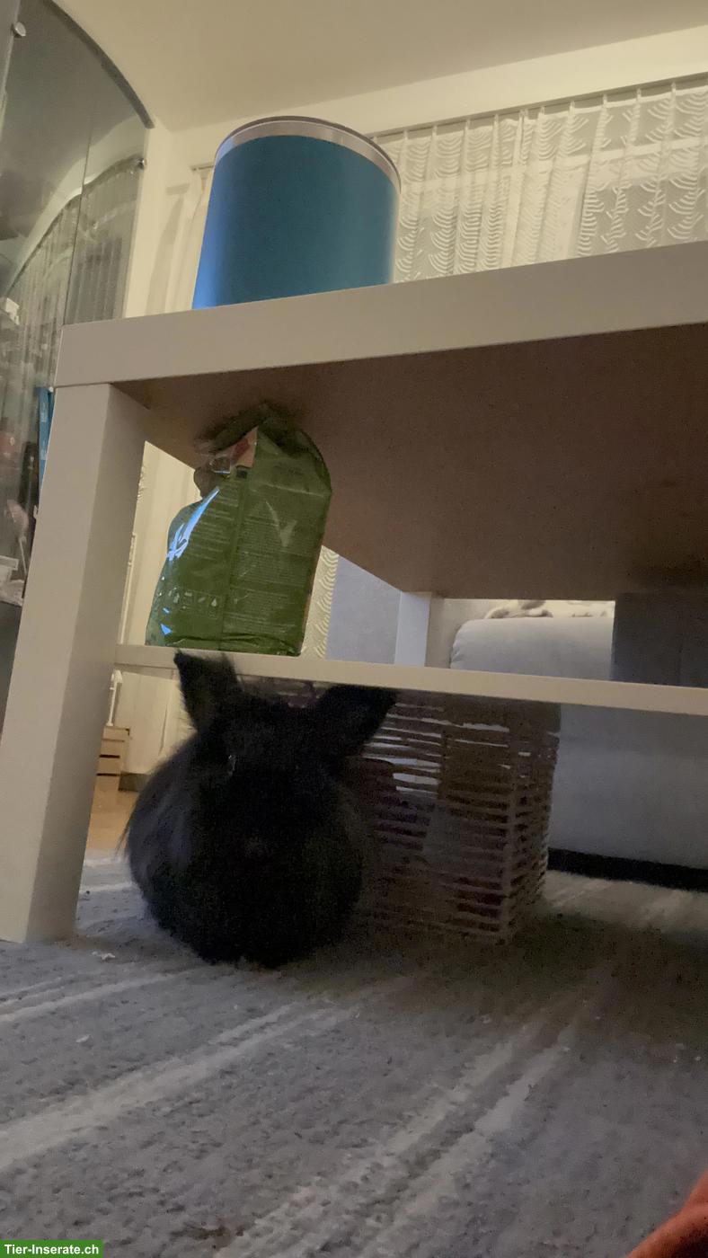 Bild 3: Zweitkaninchen gesucht für meine Häsin Löwi (Innenhaltung)