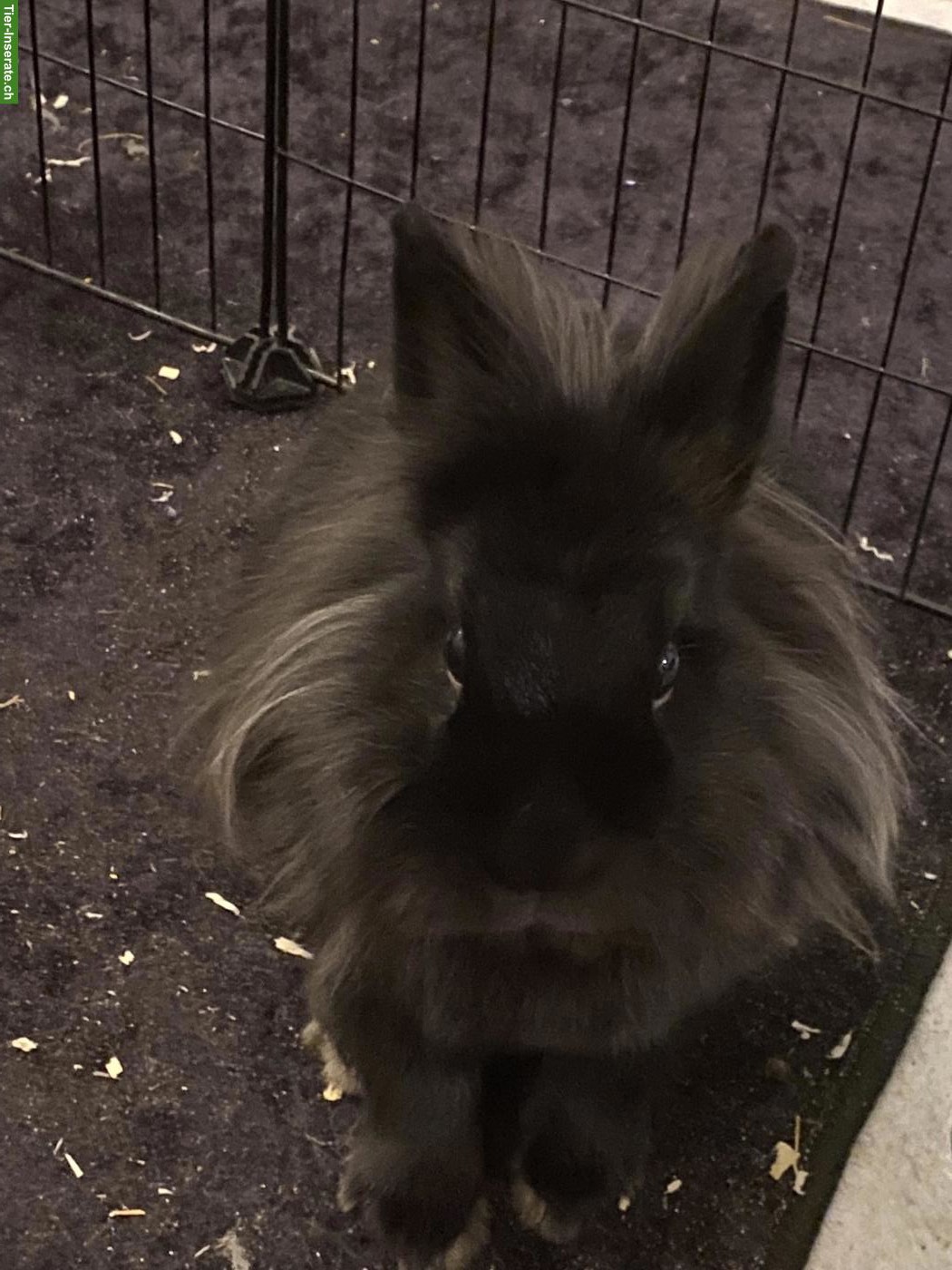 Bild 4: Zweitkaninchen gesucht für meine Häsin Löwi (Innenhaltung)