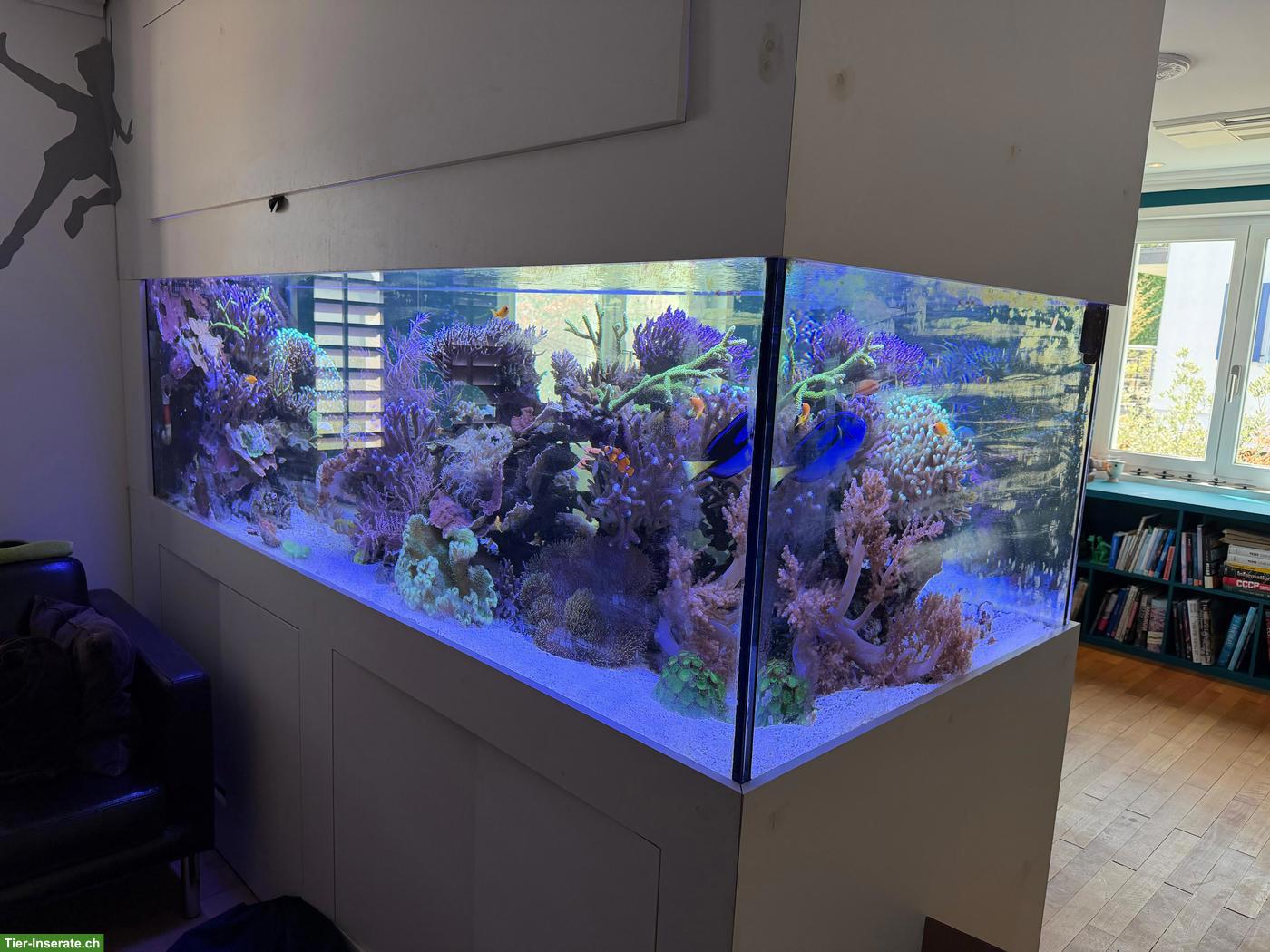 Meerwasseraquarium Komplettset zu verkaufen