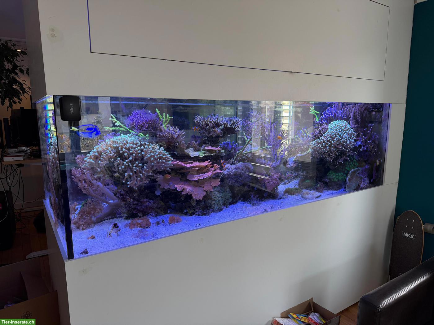Bild 2: Meerwasseraquarium Komplettset zu verkaufen