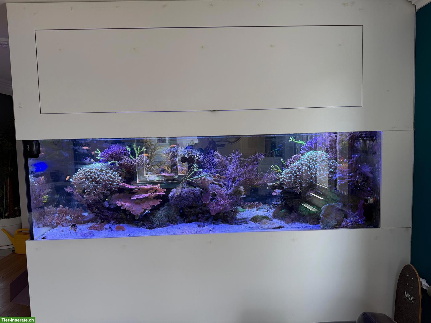 Bild 3: Meerwasseraquarium Komplettset zu verkaufen