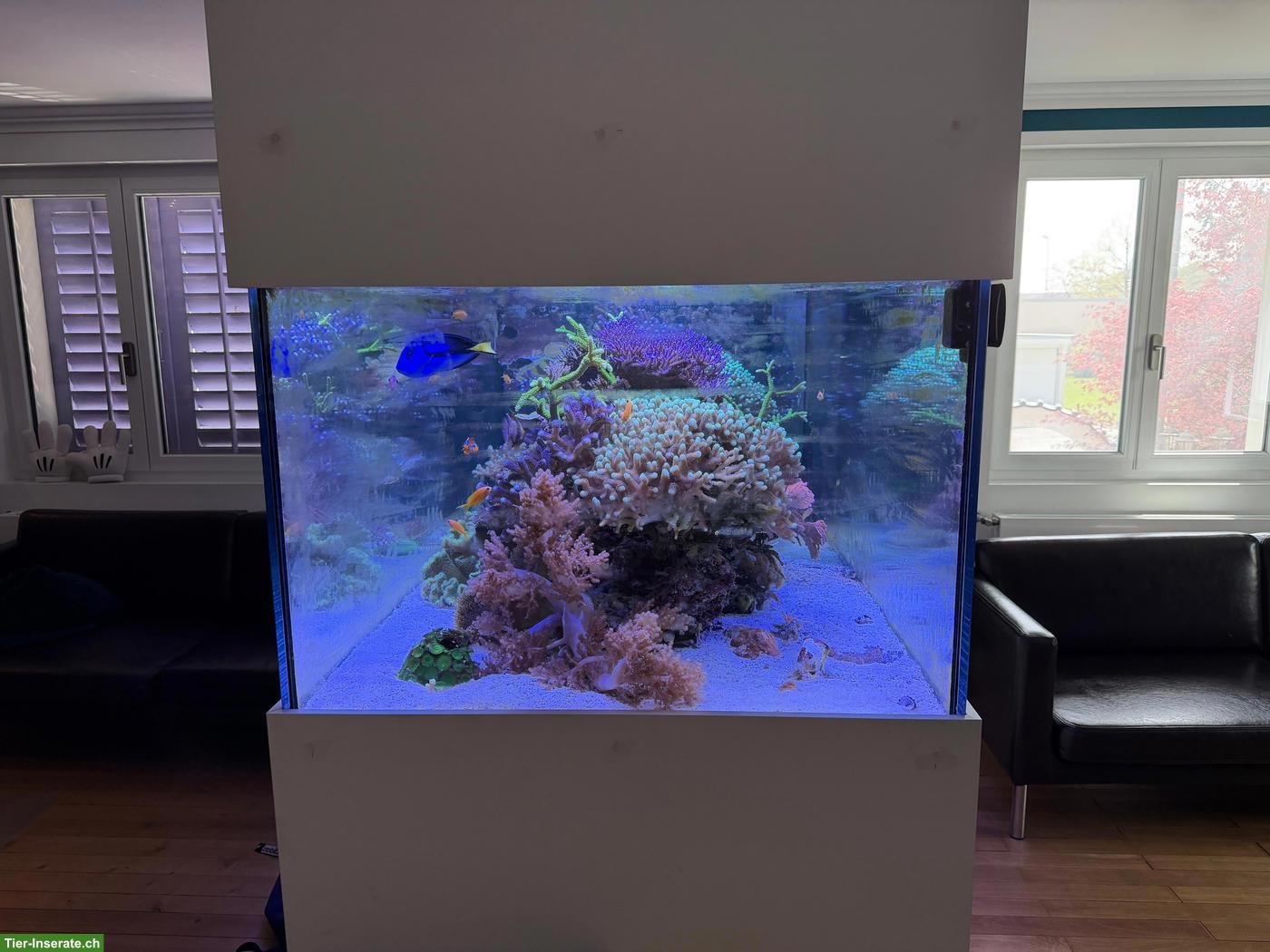 Bild 4: Meerwasseraquarium Komplettset zu verkaufen