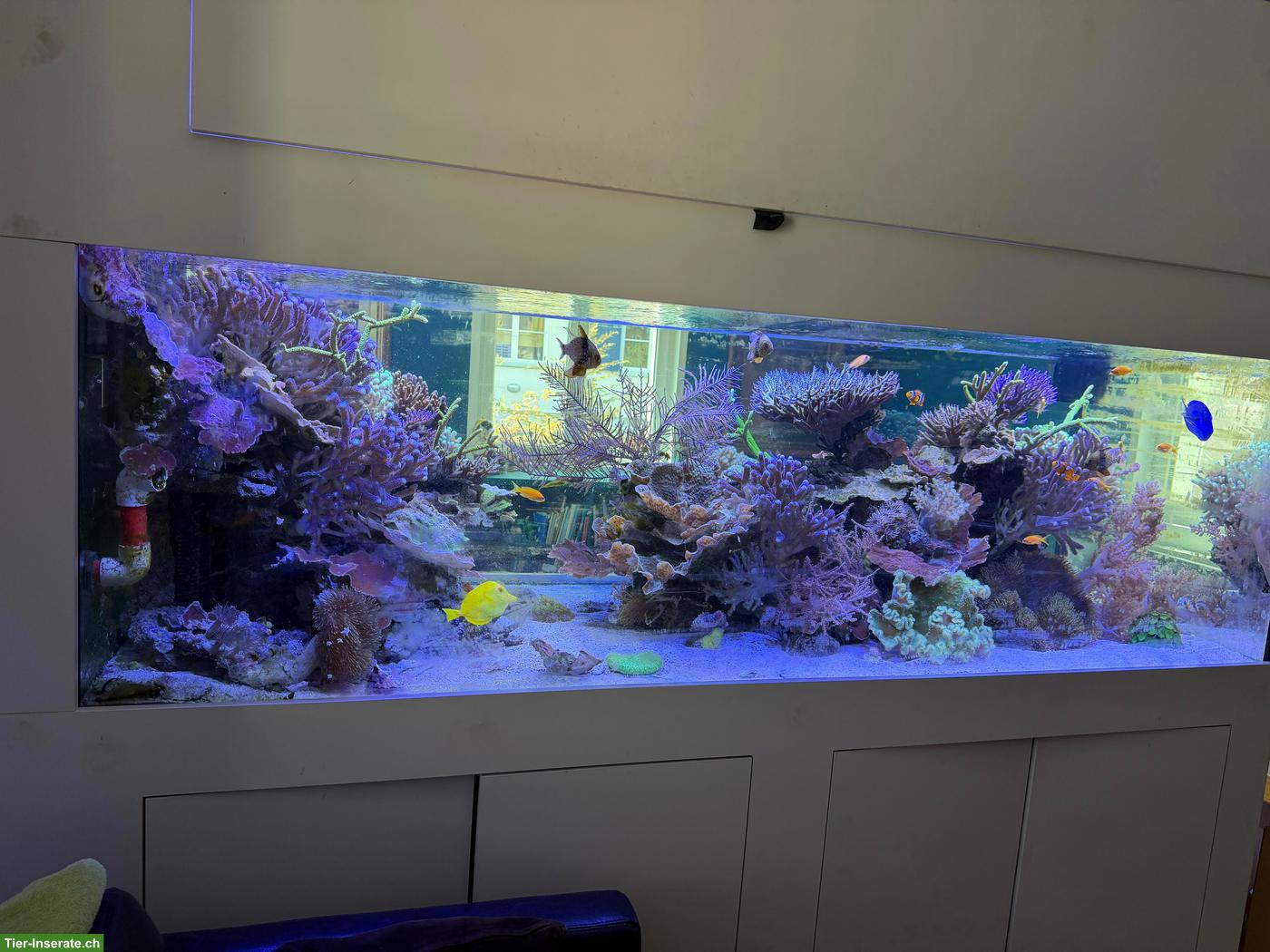 Bild 5: Meerwasseraquarium Komplettset zu verkaufen