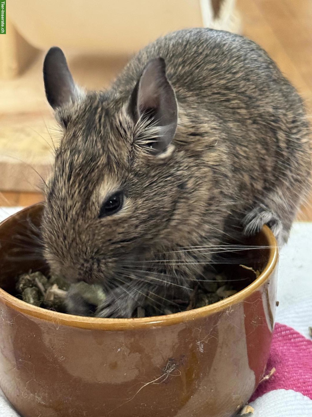 Junger Degu, männlich, agouti